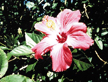 Fiore di ibisco