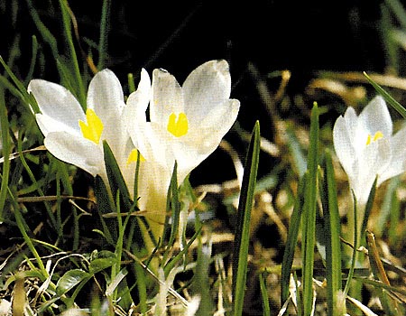 Fiori di Narciso