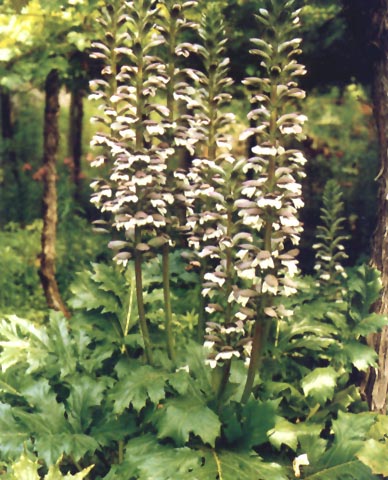 Piante di Acanto
