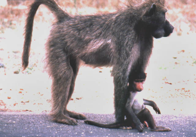 Babbuini