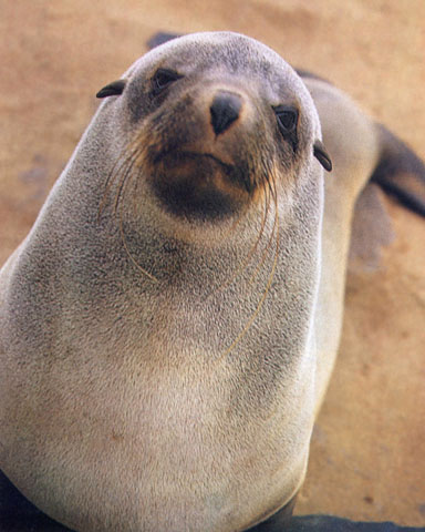 Primo piano di foca