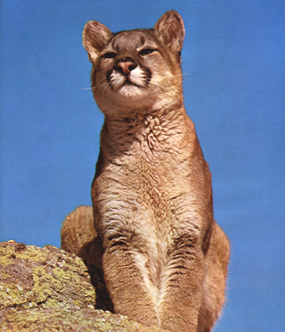Un puma