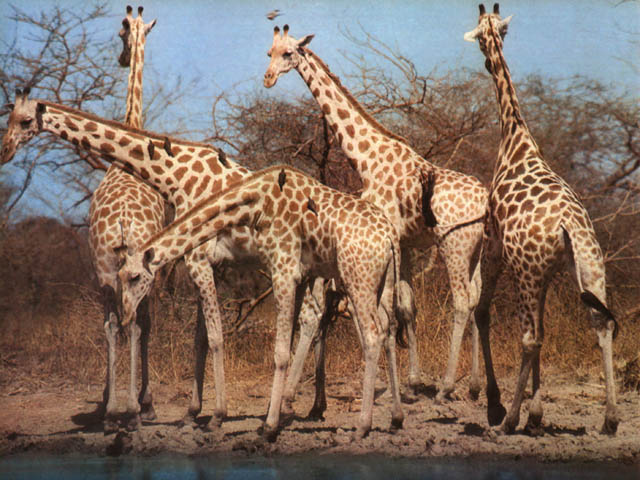 Esemplari di giraffa
