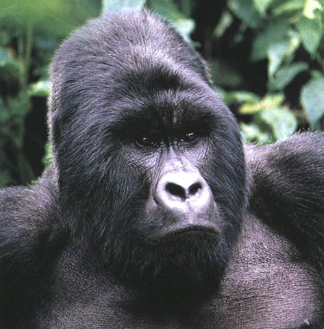 Un gorilla