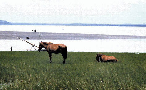 Cavalli al pascolo
