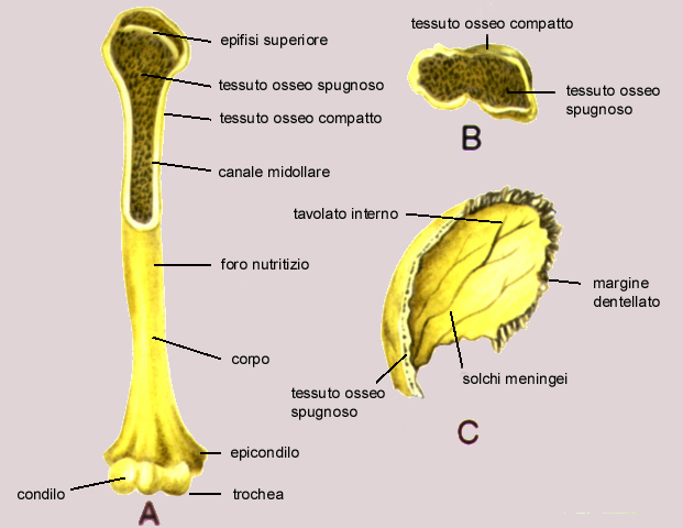 Tre tipi di ossa: A lungo, B breve, C piatto