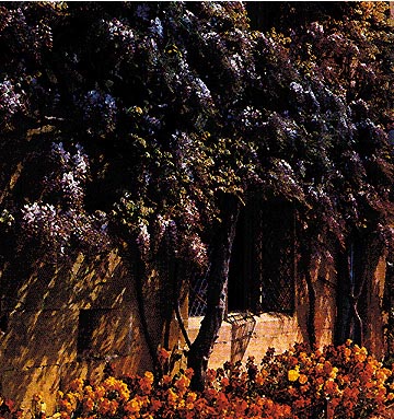 Glicine in fiore