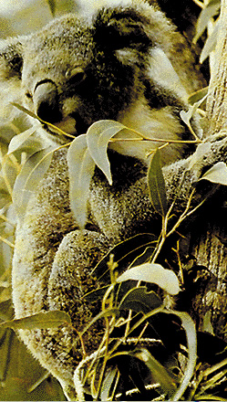 Koala nel suo habitat naturale