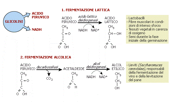Fermentazione lattica e alcolica